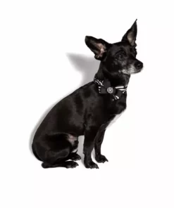 CMT Believe In Yourself - Dog Collar