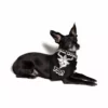 Blackcraft Cult Cuz Jesus Doesn't - Pet Bandana