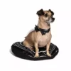 CMT Pet Batwing - Dog Collar 1 CMT Pet Batwing - Dog Collar